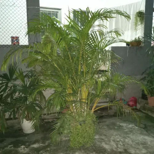 Linda Palmeira Areca-Bambu - Adulta (Aprox. 2 Metros)