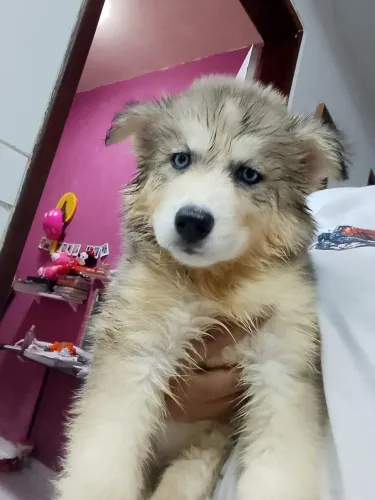 Husky siberiano fêmea