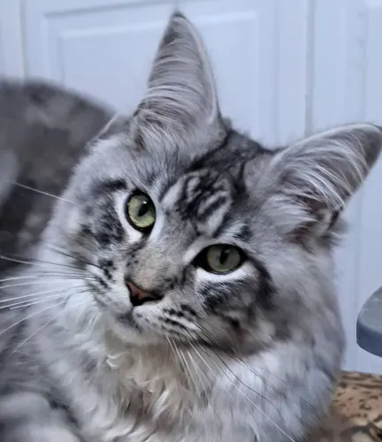 Maine coon 