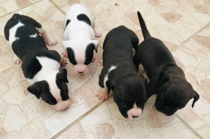 Filhote American bully