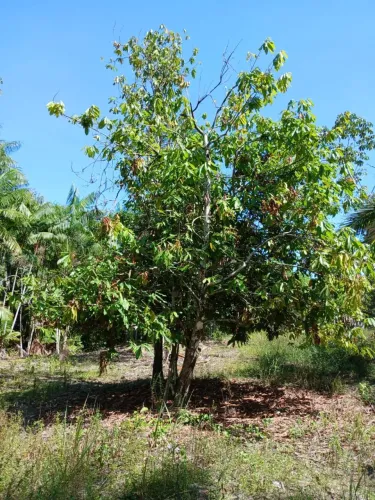Vendo sítio, 8.013 hectares, Bujaru