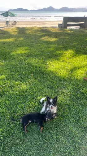 Chihuahua macho adulto
