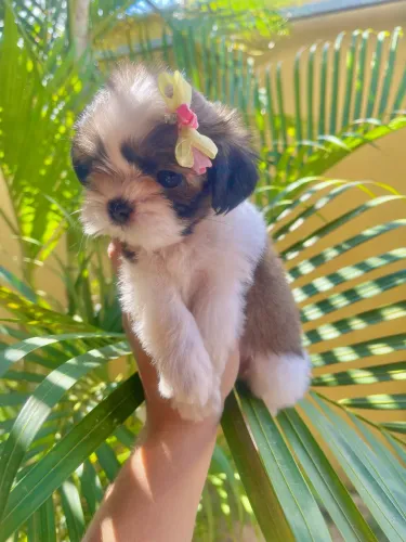 Filhote de shih tzu fêmea a pronta entrega