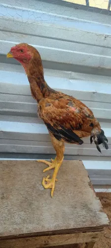 Frangos Indio Gigante