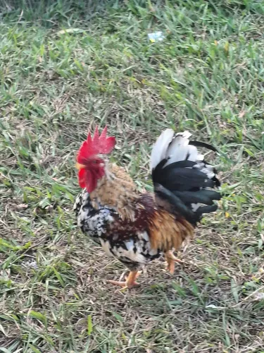 Doação de galo garnizé