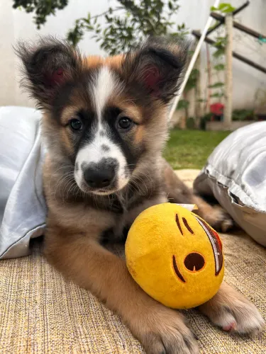 Doação de filhote de Border Collie com Pastor Alemão 