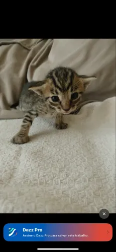 gato para adoção