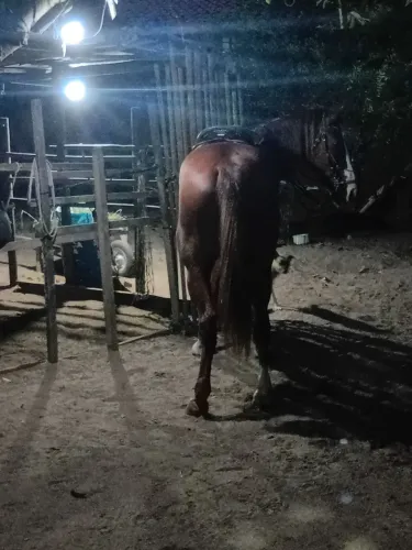 Cavalo bom de esteira é pega de boi no mato 