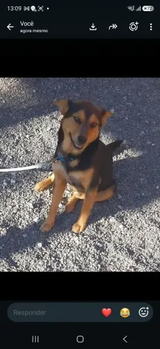 Doação cachorro