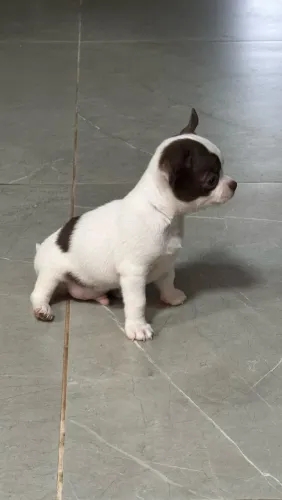 Vende se filhote de chihuahua