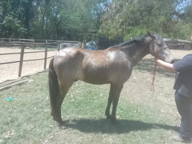 Vendo cavalo manga larga