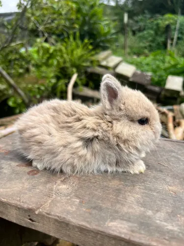 Mini coelho Netherland