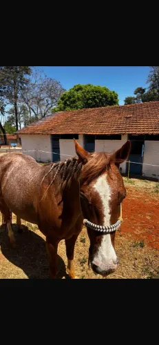 Cavalo quarto de milha registrado