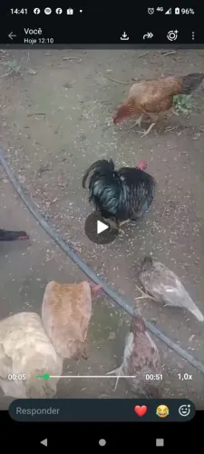 5 galinhas 1 galo e 8 frangas mais 2 frangos, tudo por 550$ 