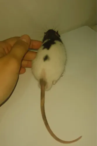 Rato Twister 