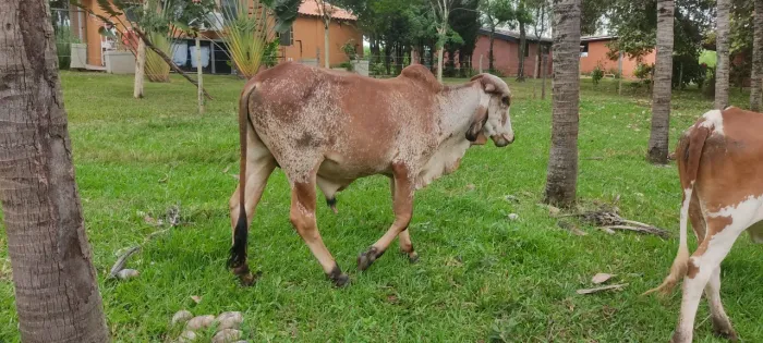 Tourinho GIR LEITEIRO PO