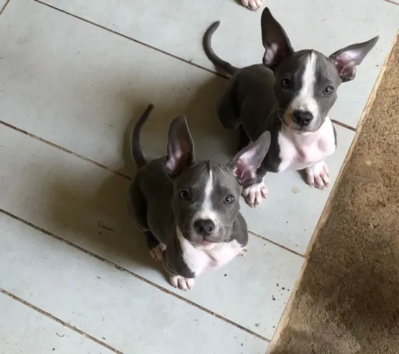 Doação filhote de pitbull