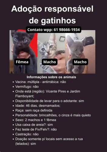 Doação responsável gatinhos filhotes
