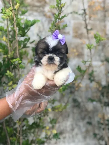 Shih Tzu com Vacina e Garantias em Contrato