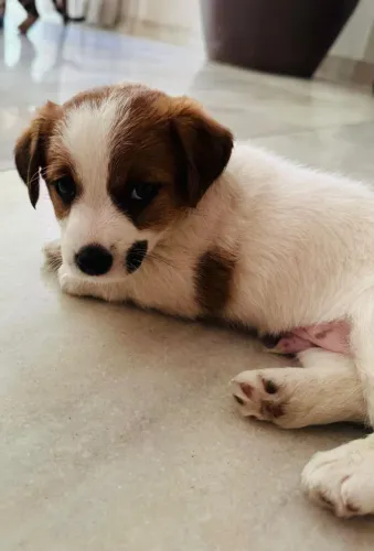 Cachorro