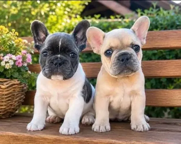 Bulldog Francês: Filhotes Prontos para Entregar