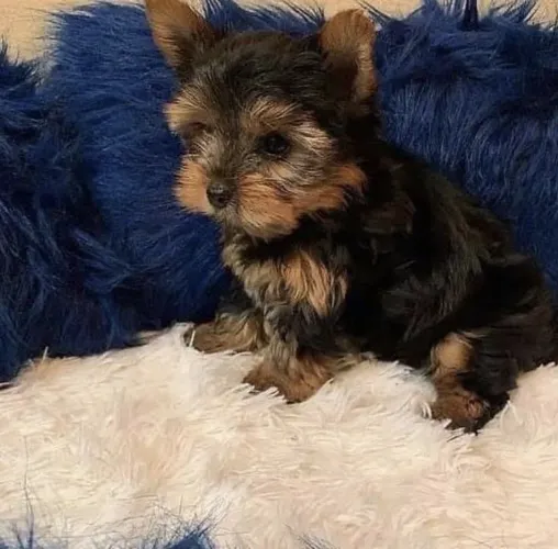 Yorkshire Terrier - Fofura Em Tamanho Pequeno, Amor Em Tamanho Gigante 