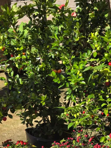 Mudar de acerola enxertada ADplantas