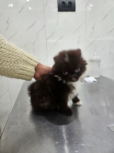 Lulu da Pomerania Macho chocolate