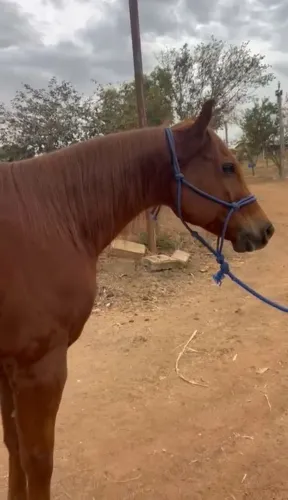 Cavalo quarto de milha registrado