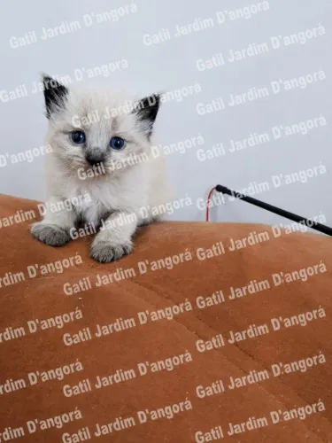 Angora turco 12 vezes de 225 reais