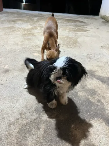Cachorro- shitsu 