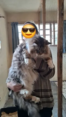 Padreador maine coon disponível pra venda 