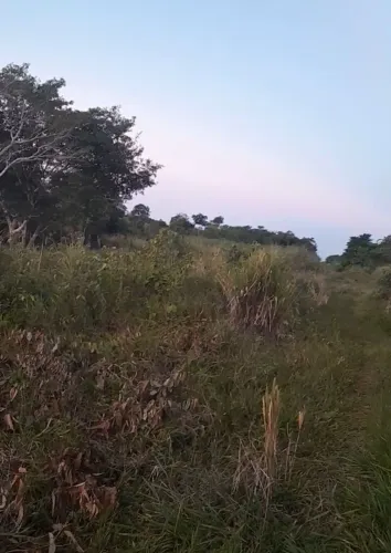 Terreno belterra
