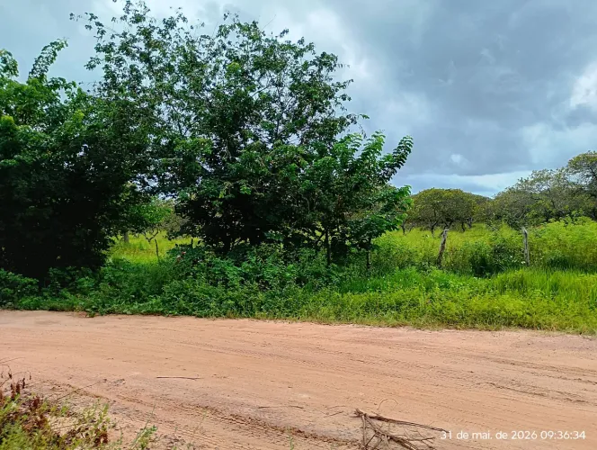 40 hectares avenda bom pra gado e plantios 