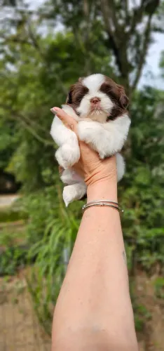 Perfeição de machinho bicolor