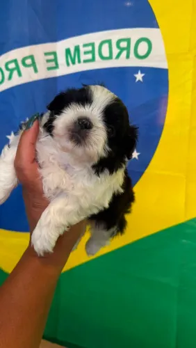 Lhasa Apso maravilhosa 