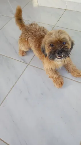Cachorrinho encontrado