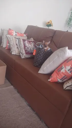 Pinscher zero fêmea pronta entrega