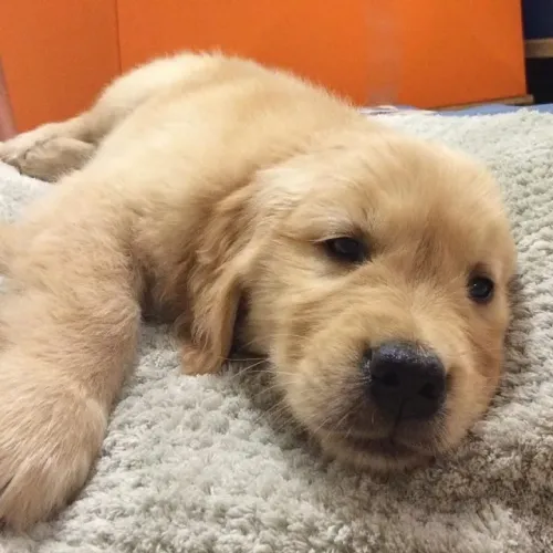 Filhotes de Golden Retriever | Amor que se sente desde o primeiro instante.