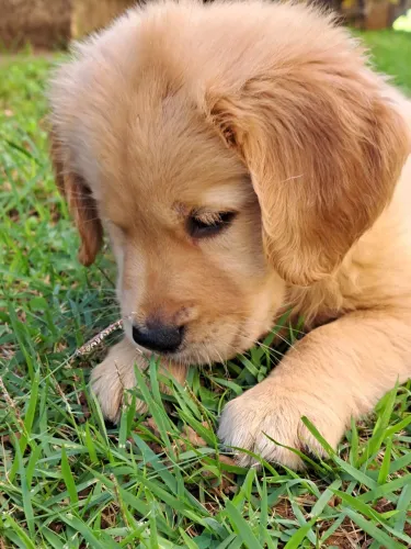 Fofinhos filhotes de Golden Retriever