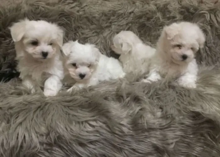 Maltês Seu novo companheiro de quatro patas está te esperando!