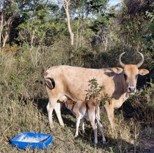 Gado Curraleiro PO (Aceito proposta)
