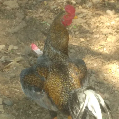 Galo Caipira novo