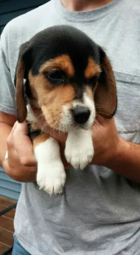 Beagle puro