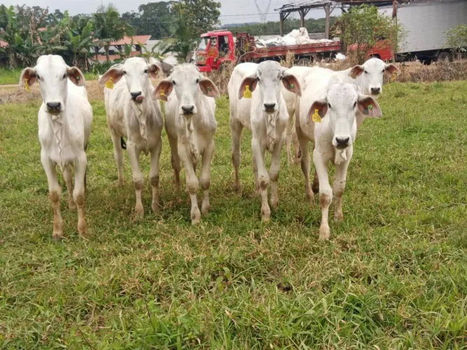 Bezerros 