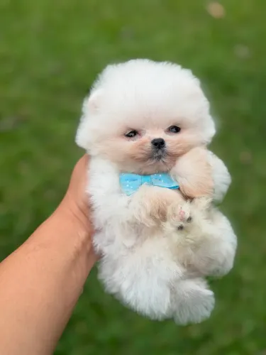 Spitz alemão anão linhagem russa