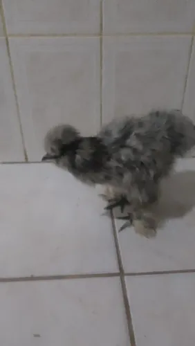 Vendo aves ornamental diversas 