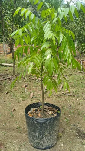 Muda de Cajarana/Cajá Manga  90 cm 