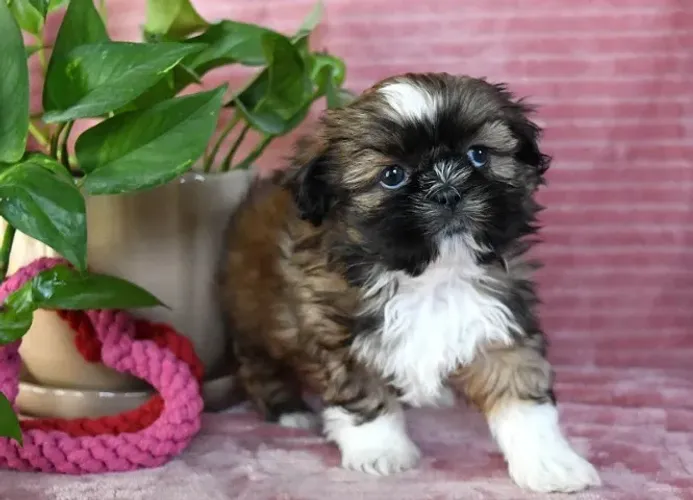 Filhotes de Shih Tzu | Um companheiro cheio de doçura.