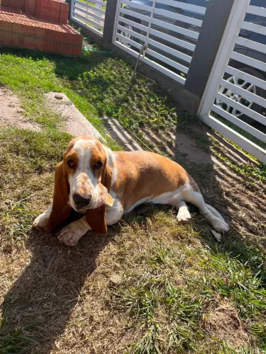 CACHORRA BASSET HOUND FÊMEA 1 ANO DE IDADE